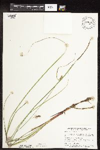 Carex pellita image