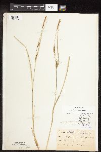 Carex pellita image