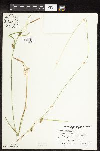 Carex pellita image