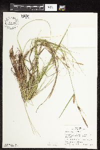 Carex pellita image