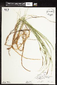 Carex pellita image