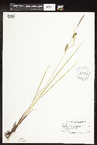 Carex pellita image