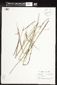 Carex pellita image