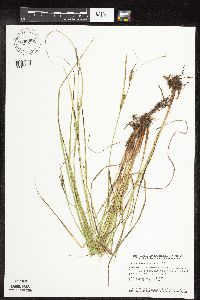 Carex pellita image