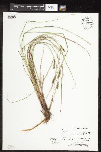 Carex pellita image