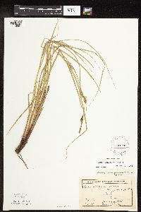 Carex pellita image