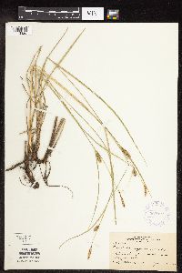 Carex pellita image