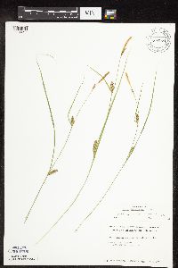 Carex pellita image