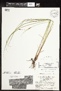 Carex pellita image