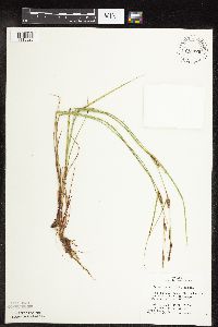 Carex pellita image