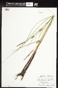Carex pellita image