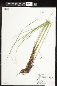 Carex pellita image