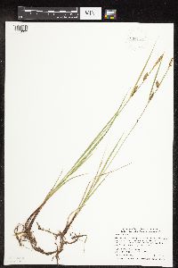 Carex pellita image