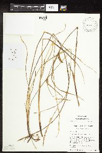 Carex pellita image