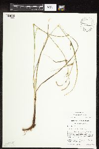 Carex pellita image