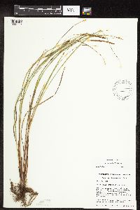 Carex pellita image