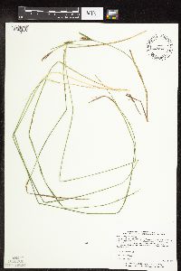 Carex pellita image