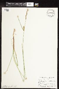 Carex pellita image