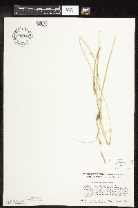 Carex pellita image