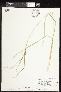 Carex pellita image