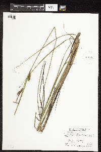 Carex pellita image