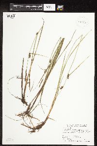 Carex pellita image