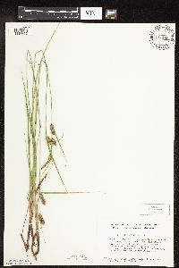 Carex pellita image