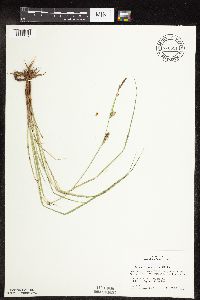 Carex pellita image
