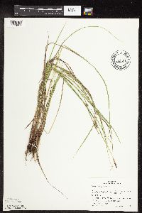 Carex pellita image