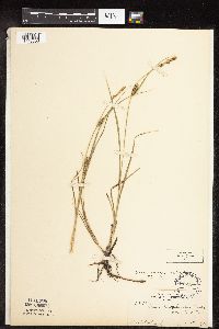 Carex pellita image
