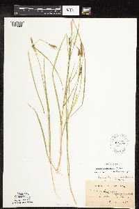 Carex pellita image