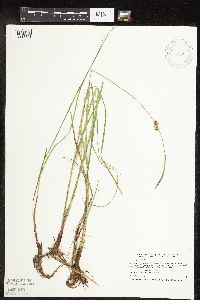 Carex pellita image