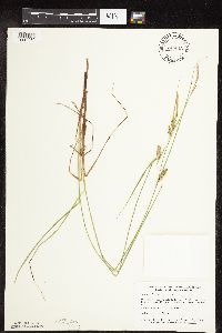 Carex pellita image