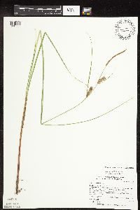 Carex pellita image