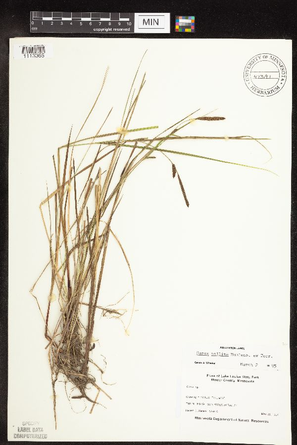Carex pellita image