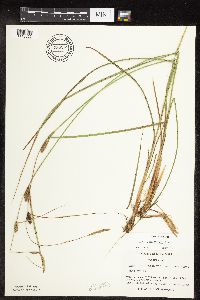 Carex pellita image