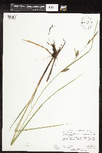 Carex pellita image