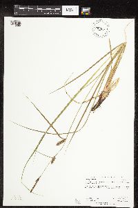 Carex pellita image