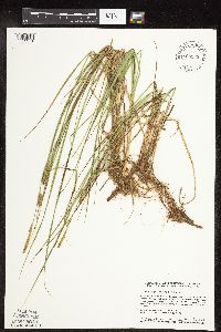 Carex pellita image