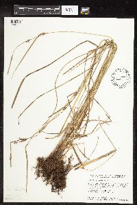 Carex pellita image