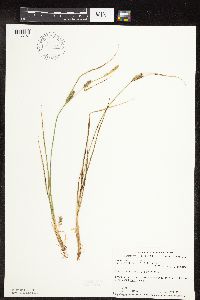 Carex pellita image