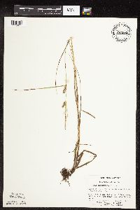 Carex pellita image