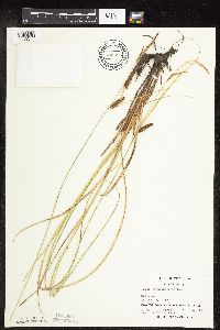 Carex pellita image