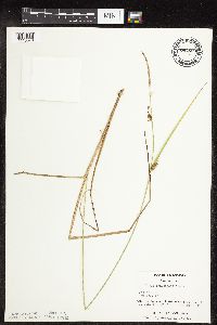 Carex pellita image