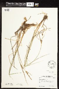 Carex pellita image