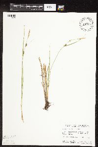 Carex pellita image