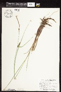 Carex pellita image