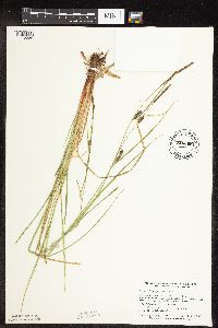 Carex pellita image