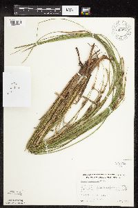 Carex pellita image