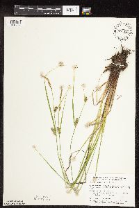 Carex pellita image
